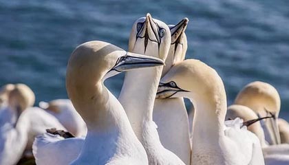 乐鱼体育-碳酸锂期货价格大跌 业内人士：主要受1月新能源汽车销售数据下滑影响