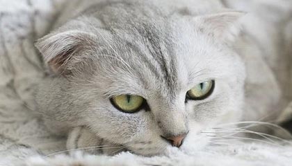 乐鱼体育app-【中超】马里郜林建功 深足总分4比1黄海锁定第13名